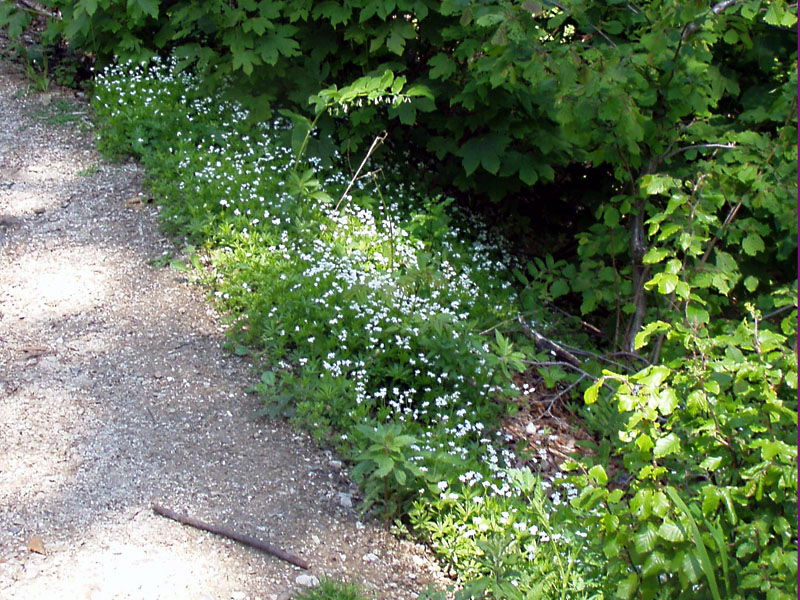 Galium odoratum / Stellina odorosa